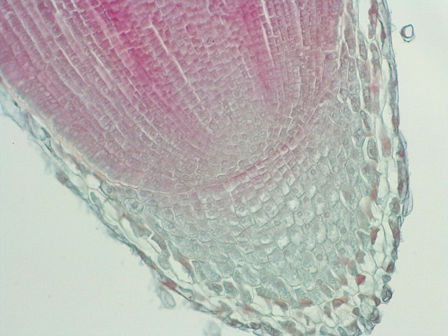 Dicot Root LS Slides - Dicot Root LS 01 200X